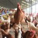 Animal Welfare Regulation Issued, Opening Wider Opportunities for Cage-Free Egg Development