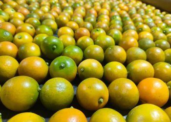 More Premium Chinese Kumquats Enter the Middle East, Diversifying Local Supply