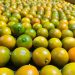 More Premium Chinese Kumquats Enter the Middle East, Diversifying Local Supply
