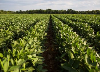 Midwestern BioAg Introduces HydraPrime™ Seed Treatment to Support Faster, More Uniform Early- Season Establishment