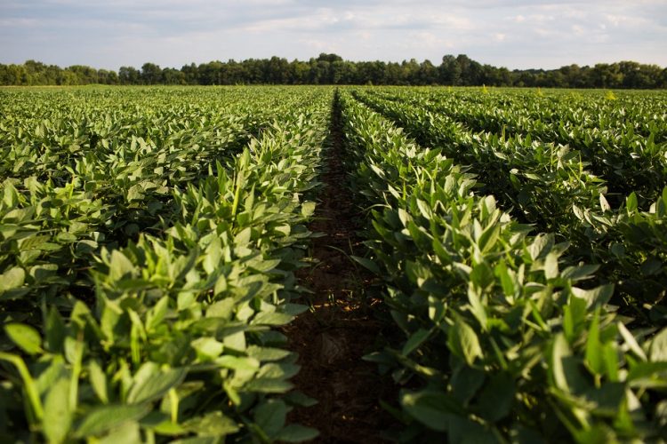 Midwestern BioAg Introduces HydraPrime™ Seed Treatment to Support Faster, More Uniform Early- Season Establishment