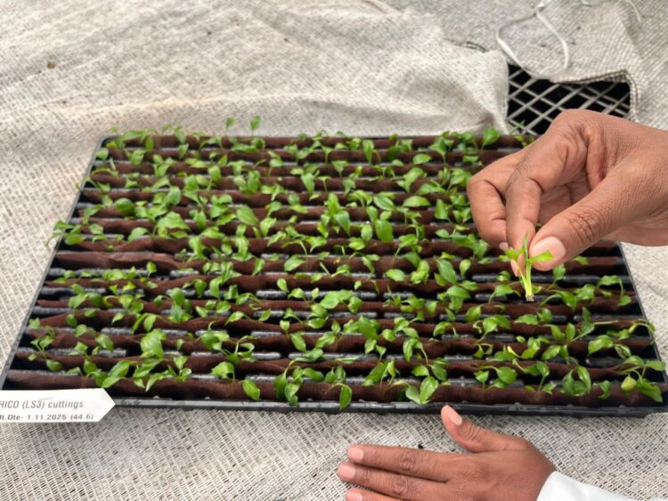 Selecta One and KF Bioplants Advance Sustainable Horticulture in India with RCS 2.0