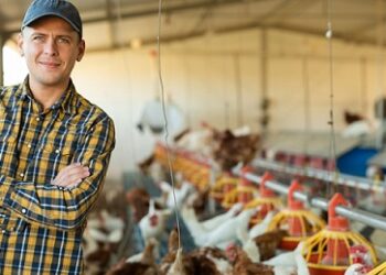 New ABB Whitepaper Rethinks Poultry Ventilation Strategy