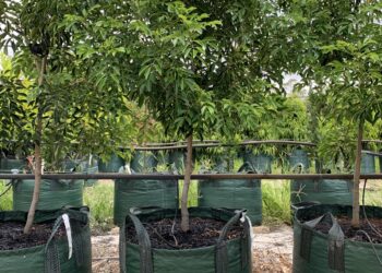Grow Bags vs. Fabric Pots in Commercial Nurseries