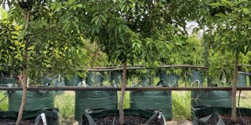 Grow Bags vs. Fabric Pots in Commercial Nurseries