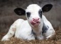Time to Rethink Weaning: Why Smarter Strategies Deliver Stronger Biological and Economic Outcomes in Dairy Calves.