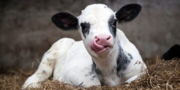 Time to Rethink Weaning: Why Smarter Strategies Deliver Stronger Biological and Economic Outcomes in Dairy Calves.