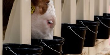 EuroTier 2026 To Highlight Key Developments in Animal Feed, Feeding Management and Forage Production