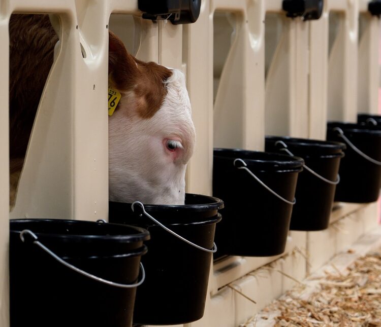 EuroTier 2026 To Highlight Key Developments in Animal Feed, Feeding Management and Forage Production