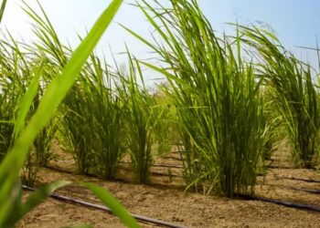 Tierris Unveils Revolutionary Nano-Biotechnology Platform Transforming Degraded Land into Productive Agricultural Ecosystems