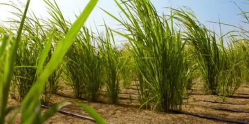 Tierris Unveils Revolutionary Nano-Biotechnology Platform Transforming Degraded Land into Productive Agricultural Ecosystems