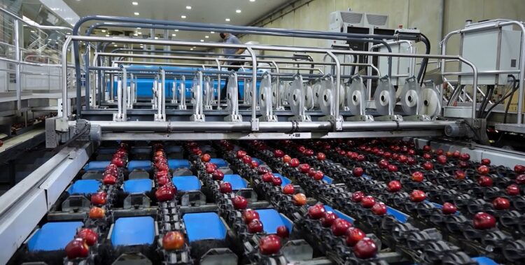 Washington Fruit Growers and Sinclair Celebrate 30+ Years of Operational Excellence in Automated Labeling