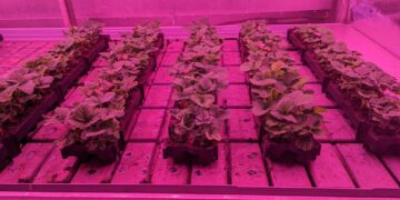 A Proven Opportunity in Strawberry Cultivation With Indoor-grown Generative Young Plants