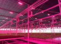 27% Higher Yield and 40% Energy Savings in Tomato Greenhouse Drive Woodeumgee Farm to Repeat Investment in Philips Horticulture LED Solution
