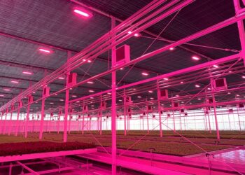 27% Higher Yield and 40% Energy Savings in Tomato Greenhouse Drive Woodeumgee Farm to Repeat Investment in Philips Horticulture LED Solution