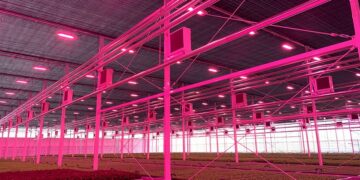 27% Higher Yield and 40% Energy Savings in Tomato Greenhouse Drive Woodeumgee Farm to Repeat Investment in Philips Horticulture LED Solution