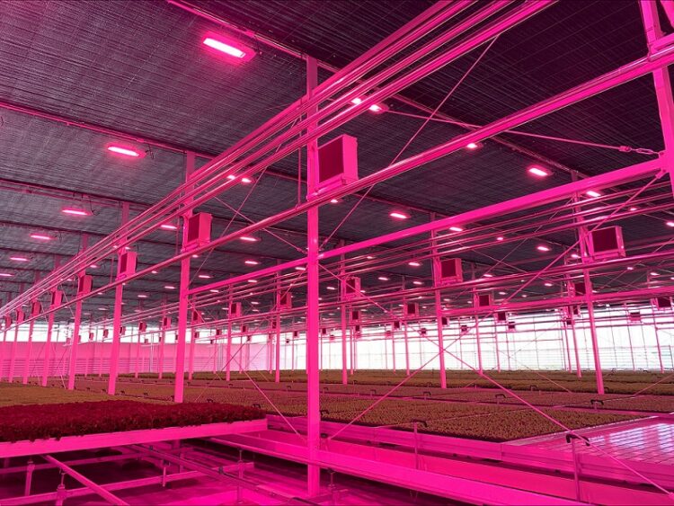 27% Higher Yield and 40% Energy Savings in Tomato Greenhouse Drive Woodeumgee Farm to Repeat Investment in Philips Horticulture LED Solution