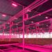 27% Higher Yield and 40% Energy Savings in Tomato Greenhouse Drive Woodeumgee Farm to Repeat Investment in Philips Horticulture LED Solution