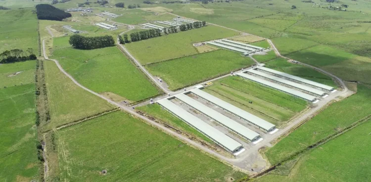 Compartment Status Achieved by Cobb-Vantress New Zealand