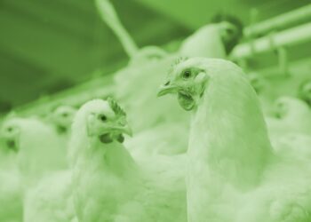 HOW LOW-DOSE FEED TECHNOLOGIES ENHANCE COMPLEX DIETS FOR HIGHER EFFICIENCY AND RETURN ON INVESTMENT