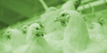 HOW LOW-DOSE FEED TECHNOLOGIES ENHANCE COMPLEX DIETS FOR HIGHER EFFICIENCY AND RETURN ON INVESTMENT