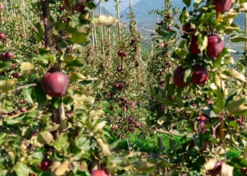 Kissabel® Continues to Grow: Success in Europe and a New Season Underway in the Southern Hemisphere