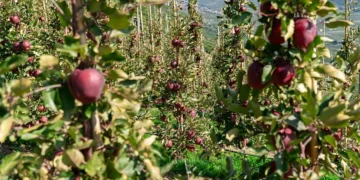 Kissabel® Continues to Grow: Success in Europe and a New Season Underway in the Southern Hemisphere