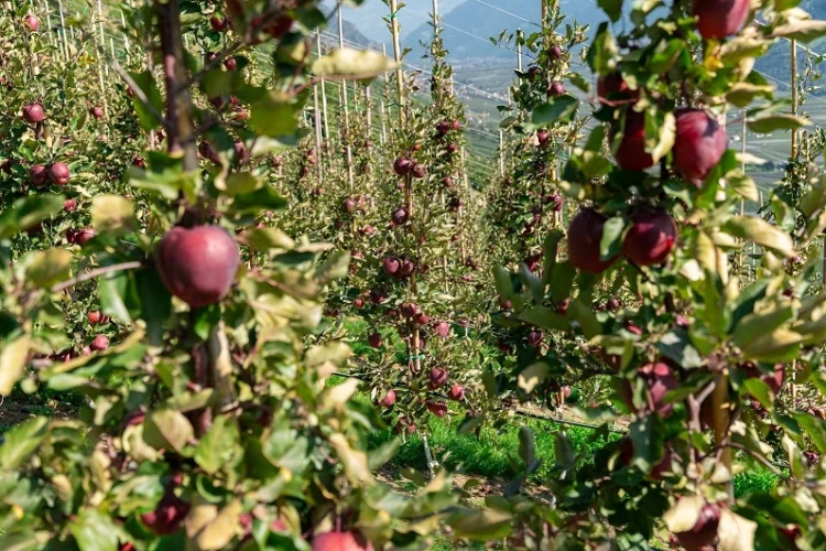 Kissabel® Continues to Grow: Success in Europe and a New Season Underway in the Southern Hemisphere