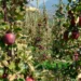 Kissabel® Continues to Grow: Success in Europe and a New Season Underway in the Southern Hemisphere