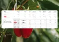 Source.ag Launches AI-Powered Harvest Forecast for Pepper Growers