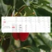 Source.ag Launches AI-Powered Harvest Forecast for Pepper Growers