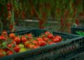 Source Advances Harvest Forecasting for Tomatoes with Next Generation AI Model