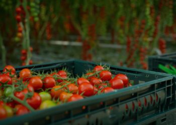 Source Advances Harvest Forecasting for Tomatoes with Next Generation AI Model