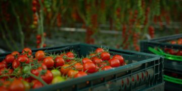 Source Advances Harvest Forecasting for Tomatoes with Next Generation AI Model
