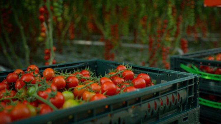 Source Advances Harvest Forecasting for Tomatoes with Next Generation AI Model