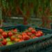 Source Advances Harvest Forecasting for Tomatoes with Next Generation AI Model