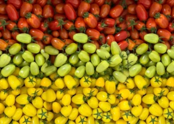 New Tomato Farm in Al Ain to Produce 150,000 Kgs of Fresh Tomatoes Annually, Strengthening UAE’s Local Food Production