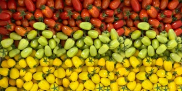 New Tomato Farm in Al Ain to Produce 150,000 Kgs of Fresh Tomatoes Annually, Strengthening UAE’s Local Food Production