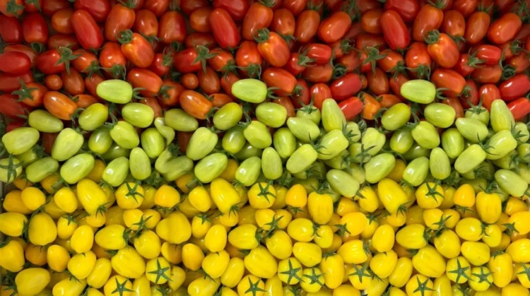 New Tomato Farm in Al Ain to Produce 150,000 Kgs of Fresh Tomatoes Annually, Strengthening UAE’s Local Food Production