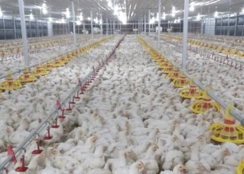 Dual-Protection: Stronger Immunity Against ND GVII and LPAI