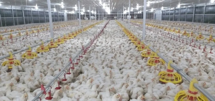 Dual-Protection: Stronger Immunity Against ND GVII and LPAI