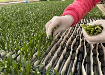 Selecta One Strengthens the International IP foundation of RCS® 2.0