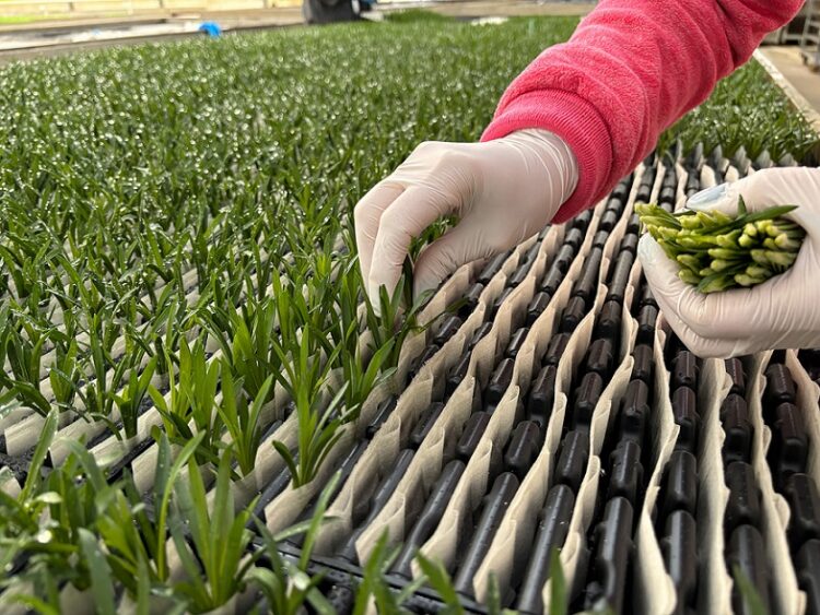 Selecta One Strengthens the International IP foundation of RCS® 2.0