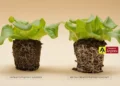 Over Half of Nitrogen in Standard Ammonium Nitrate Fertiliser is Lost After First Watering, Significantly Reducing Nutrients Retention and Fuelling Grower Skepticism