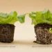 Over Half of Nitrogen in Standard Ammonium Nitrate Fertiliser is Lost After First Watering, Significantly Reducing Nutrients Retention and Fuelling Grower Skepticism