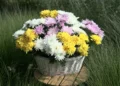 Selecta One With a Strong Showing at the FlowerTrials®