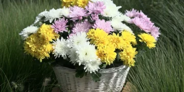 Selecta One With a Strong Showing at the FlowerTrials®