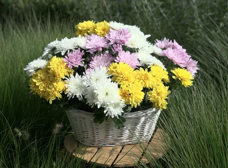 Selecta One With a Strong Showing at the FlowerTrials®