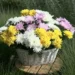 Selecta One With a Strong Showing at the FlowerTrials®
