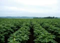 Vive Crop Protection Launches Averland® SM, Expanding In-Season Nematode Control in Potatoes with New Soil Mobile Technology